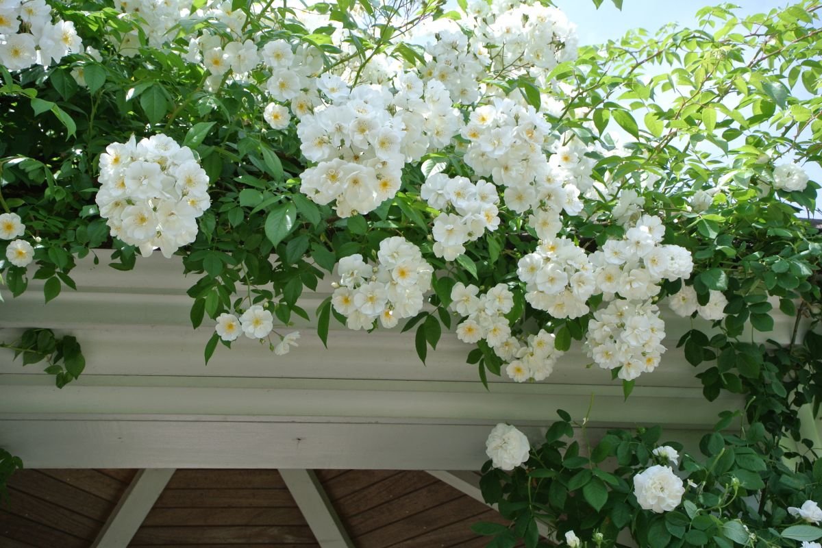 🌸 미츠케 잉글리시 가든 이미지 6